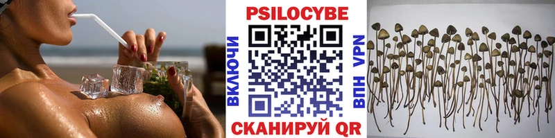 Псилоцибиновые грибы Psilocybe  где продают   Нижняя Тура 